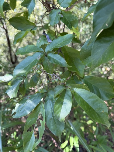 Vitex quinata observed 2026-10-05