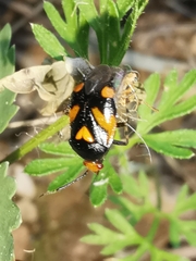 Deraeocoris schach