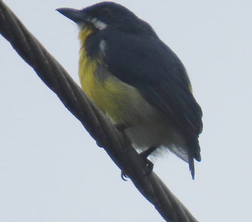 Prionochilus plateni observed 2026-09-29
