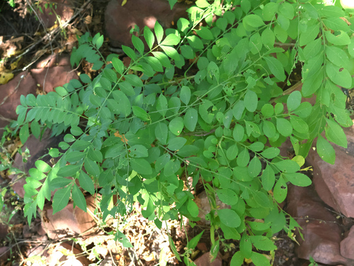 Phyllanthus acuminatus, 2026-10-11