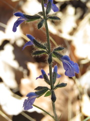 Salvia heterotricha
