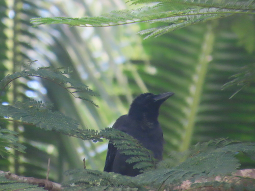 Corvus enca observed 2026-09-30