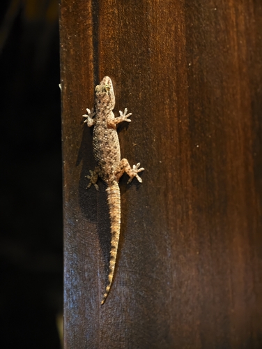 Spotted House Gecko