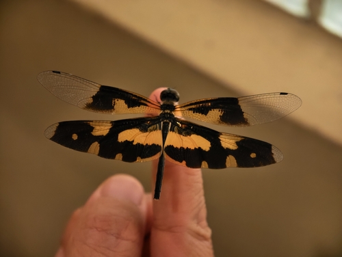 Common Picture Wing