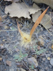 Mandevilla hypoleuca