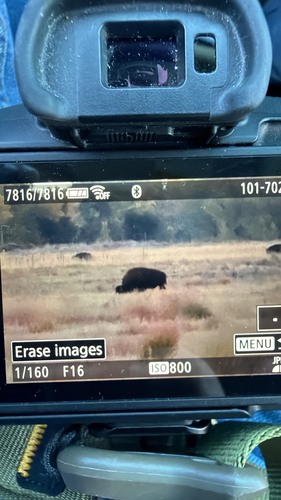 Bison photographed at Adams County, US-CO, US