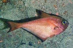Pempheris