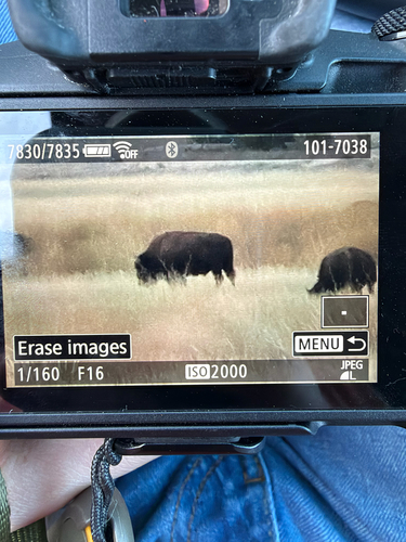 Bison photographed at Wildlife Dr, Denver, CO, US