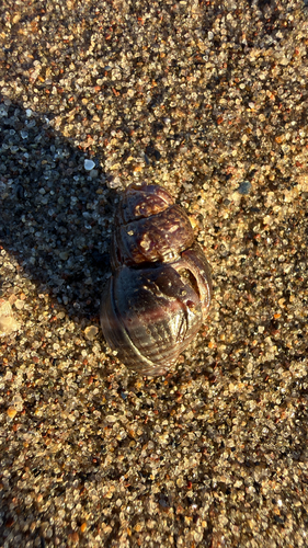 Ilyanassa obsoleta observed 2026-10-12