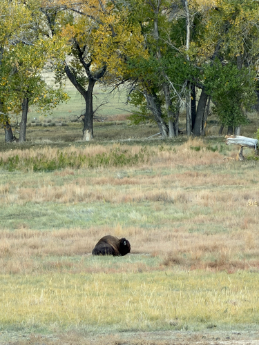 Bison photographed at Wildlife Dr, Denver, CO, US