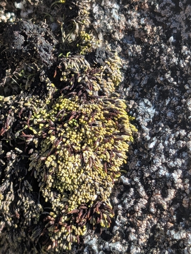 Gymnomitrion obtusum observed 2026-10-11