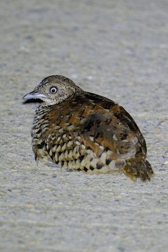 Barred Buttonquail