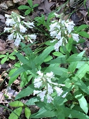 Penstemon pallidus