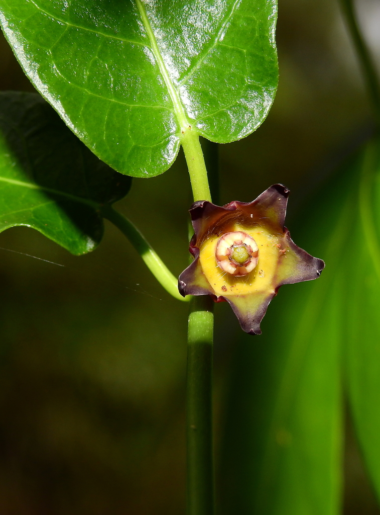 Matelea delascioi