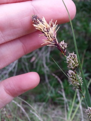 Carex serratodens
