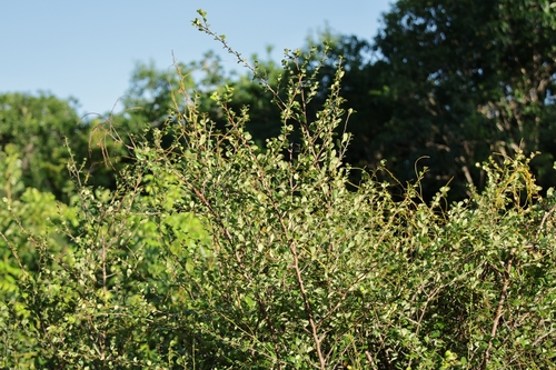 Erythroxylum observed 2026-10-12