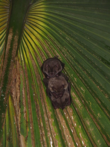Fraternal Fruit-eating Bat