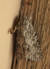 Acronicta longa