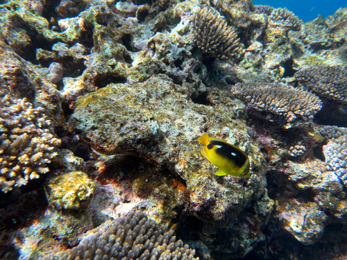 Chaetodon quadrimaculatus observed 2026-10-12