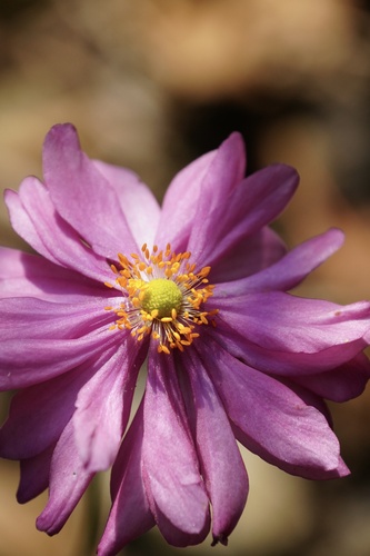 Eriocapitella japonica observed 2026-10-12