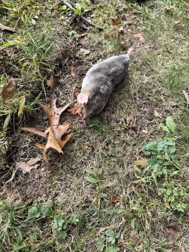 Eastern Mole observed by pat_p