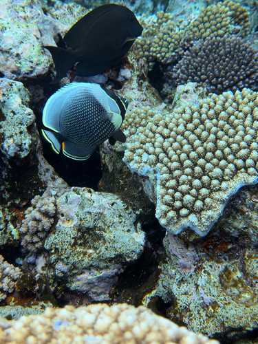 Chaetodon reticulatus observed 2026-10-07
