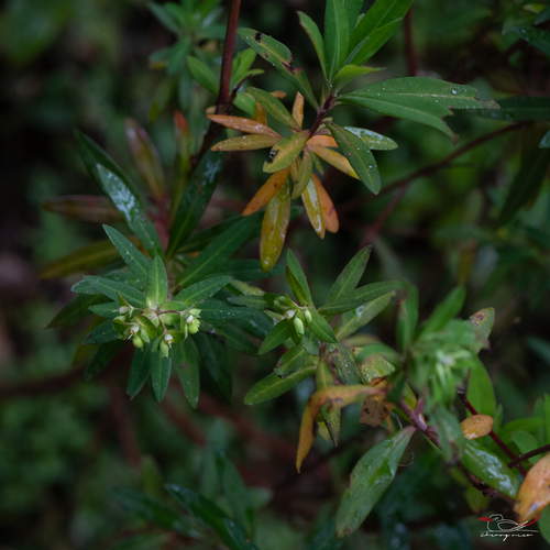 Euphorbia rothiana, 2026-09-29
