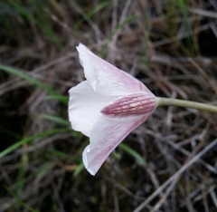 Calochortus umbellatus