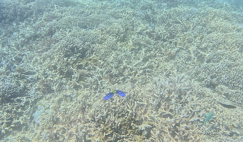 Paracanthurus hepatus observed 2026-10-11