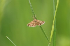 Emmiltis pygmaearia