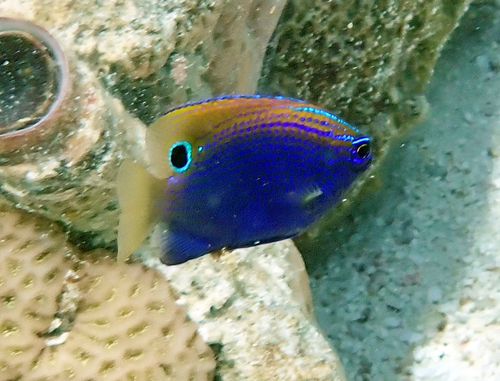 Pomacentrus vaiuli observed 2026-10-13