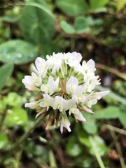 Trifolium repens
