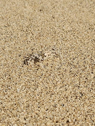 Ocypode pallidula observed 2026-10-13