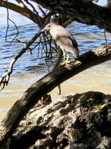 Nycticorax nycticorax observed 2026-10-13