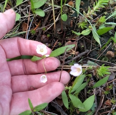 Claytonia lanceolata