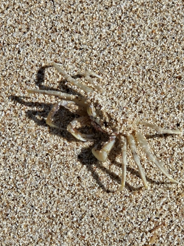 Ocypode pallidula observed 2026-10-13
