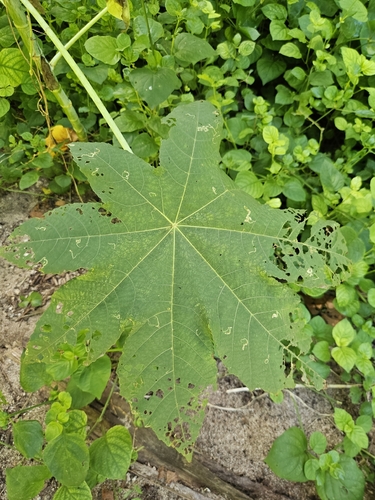 Ricinus communis observed 2026-10-13