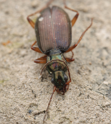 Agonum extensicolle