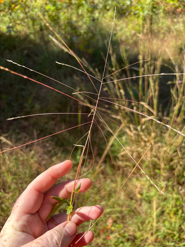 Gymnopogon brevifolius, 2026-10-13