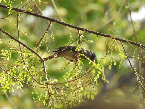Hypsipetes madagascariensis, 2026-10-02
