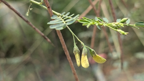 Sesbania cannabina observed 2026-10-14