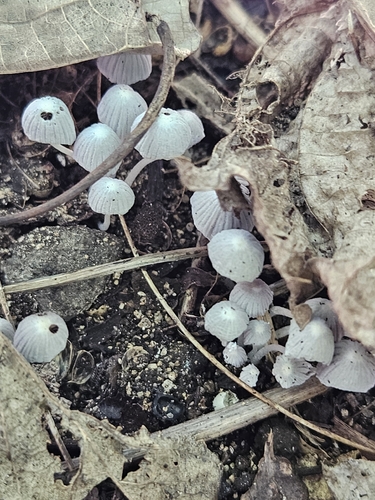 Coprinus observed 2026-10-13