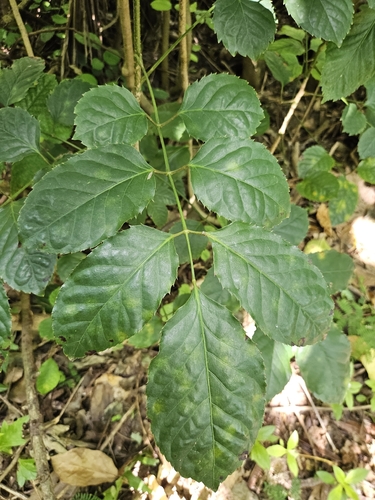 Polyscias guilfoylei observed 2026-10-13