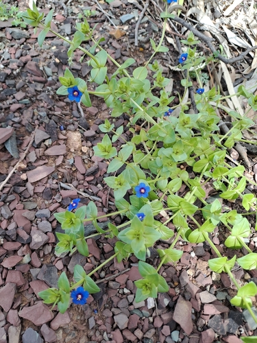 Blue Scarlet Pimpernel