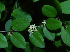 Metastelma martinicense