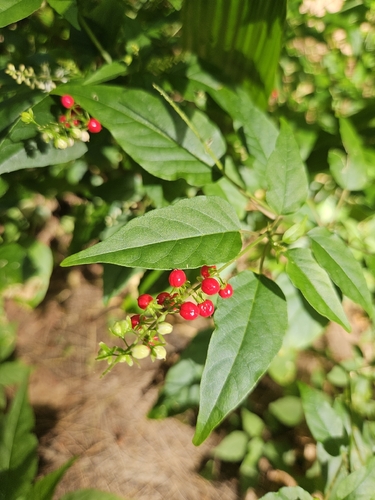 Rivina humilis observed 2026-10-13