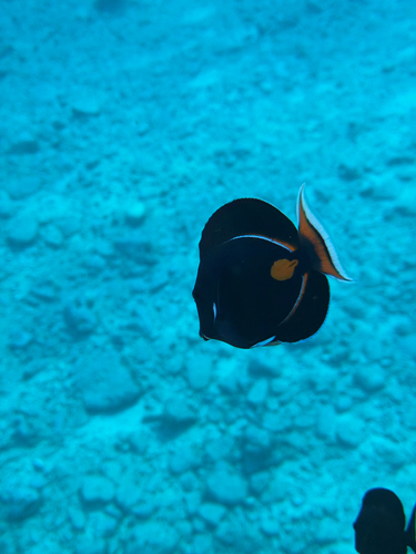 Acanthurus achilles observed 2026-10-09