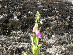 Digitalis