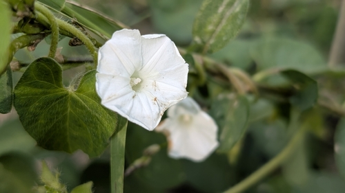 Ipomoea biflora observed 2026-10-14