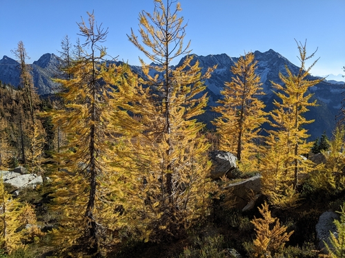 Larix lyallii observed 2026-10-12